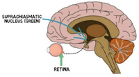 Suprachiamastic Nucleus (groene erwt)